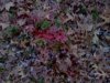 downsized_1112041642.jpg