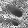 #1 Electron microscope photo of a particle of activated carbon.jpg
