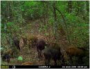 hogs on the old lease.jpg