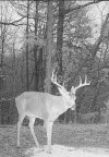 IMG_1936.jpeg