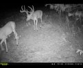 IMG_2954.jpeg