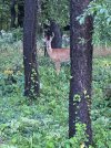 IMG_7352.jpeg