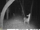 sniffing doe 2024.JPG