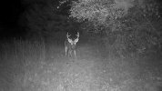 image_processing20241014-13631-jz1ied-compressed.jpeg