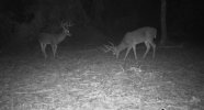 IMG_5155.jpeg