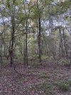 Thicker flat woods.jpeg