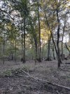 Swamp bottom.jpeg