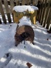 IMG_9725.jpeg