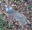 close buck.jpeg.jpg