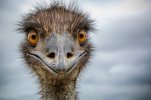 EMU.jpg