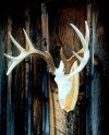 IMG_7502.jpeg