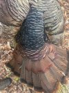 IMG_5452.jpeg