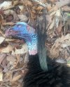 IMG_5424.jpeg
