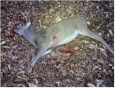 buck 44 pound compound.jpg