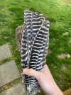 IMG_0519.jpeg