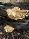 IMG_1523.jpeg
