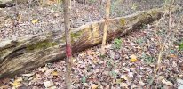 buck 1 2022.jpg