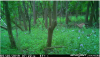 trailcam 2.PNG
