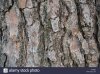 close-up-of-the-thick-bark-on-a-loblolly-or-yellow-pine-tree-KTPB92.jpg