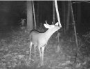 11 pointer.jpg