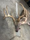 IMG_3685.jpeg