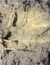 buried broadhead.jpg