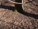 possible buck bed.jpg