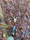dead head.jpg
