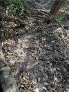 IMG_0441.jpeg