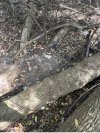 IMG_0443.jpeg