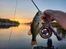Sunset bass.jpg