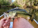 Canoe bass.jpg