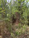 trail from pines.jpg