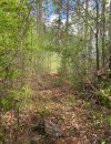 Trail toward plot.jpg
