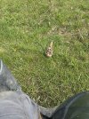 IMG_0367.jpeg