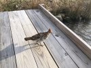 IMG_0308.jpeg