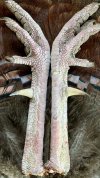 IMG_1644.jpeg