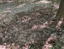 may 15 26 rooting.jpg