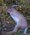Buck 8.jpg