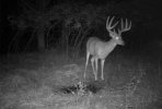 IMG_3761.jpeg