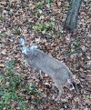 M Buck 2.jpg
