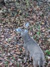 M Buck 1.jpg