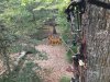 Deer broadside.jpg