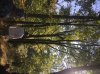 522KB - 2017 Workshop sling in tree.JPG