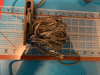 IMG_5587.gif IMG_5587.gif