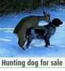 hunting-dog-for-sale-6092830.png