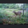 Trail Camera Deer.jpg