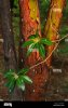 madrone-tree-arbutus-menziesii-is-an-evergreen-tree-with-rich-orange-F0WANX.jpg
