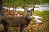 whitetail-deer-buck-standing-broadside-facing-camera-beautiful-whitetail-deer-buck-standing-am...jpg