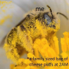 bee_cheese_puffs.png